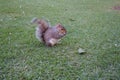 Squirrel eating a nut